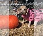 Small #3 Poodle (Standard)