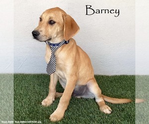 Labbe Dogs for adoption in San Diego, CA, USA