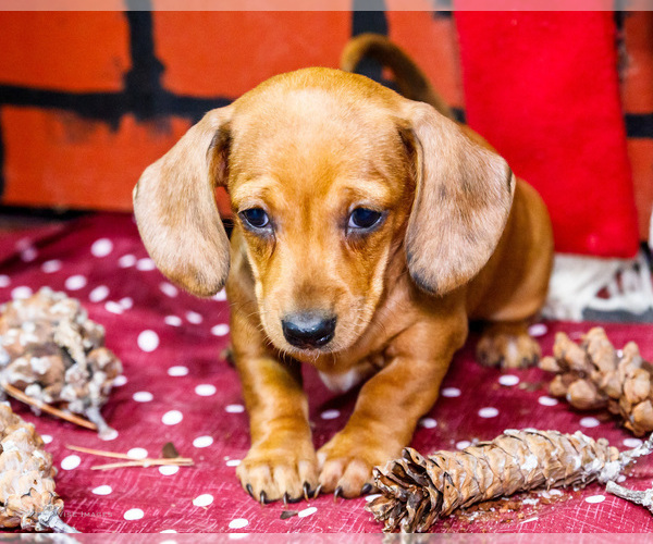 Medium Photo #19 Dachshund Puppy For Sale in WAKARUSA, IN, USA