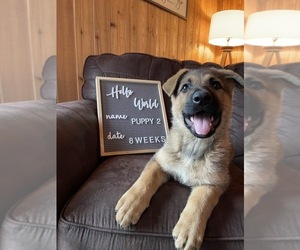 German Shepherd Dog Puppy for sale in DEER RIV, MN, USA