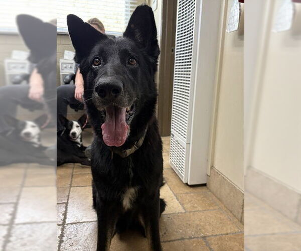 Medium Photo #1 German Shepherd Dog Puppy For Sale in Camarillo, CA, USA