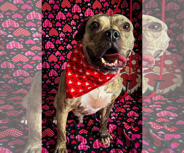 Medium Photo #2 Bulldog-Unknown Mix Puppy For Sale in Germantown, OH, USA