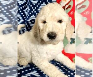 Goldendoodle Puppy for sale in AIKEN, SC, USA