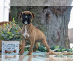 Small #2 Boxer