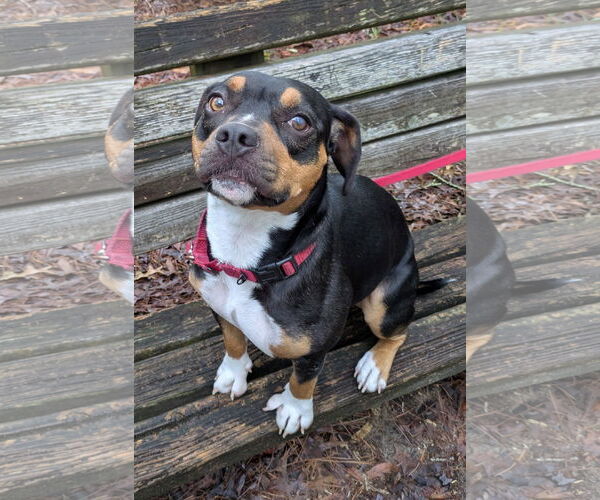 Medium Photo #4 Beabull Puppy For Sale in Dunnellon, FL, USA