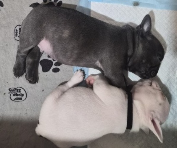 Medium Photo #7 French Bulldog Puppy For Sale in EAST ORANGE, NJ, USA