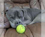 Small #6 American Pit Bull Terrier Mix