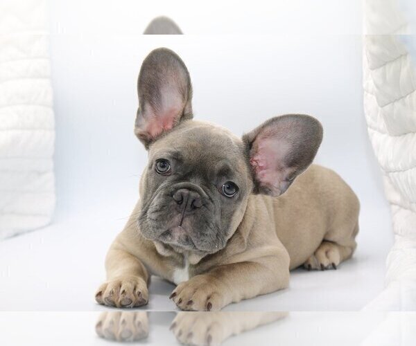 Medium Photo #4 French Bulldog Puppy For Sale in DULUTH, GA, USA