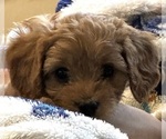 Small #2 Cavapoo