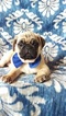 Small Photo #7 Pug Puppy For Sale in EDEN, PA, USA