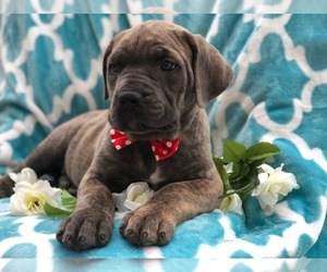 Cane Corso Puppy for sale in EAST EARL, PA, USA