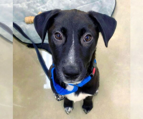Medium Photo #8 Labrador Retriever-Unknown Mix Puppy For Sale in Alexander, AR, USA