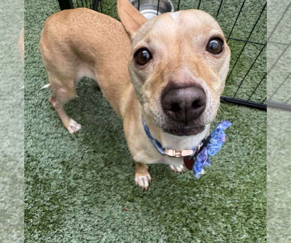 Medium Photo #2 Chihuahua-Unknown Mix Puppy For Sale in Tempe , AZ, USA