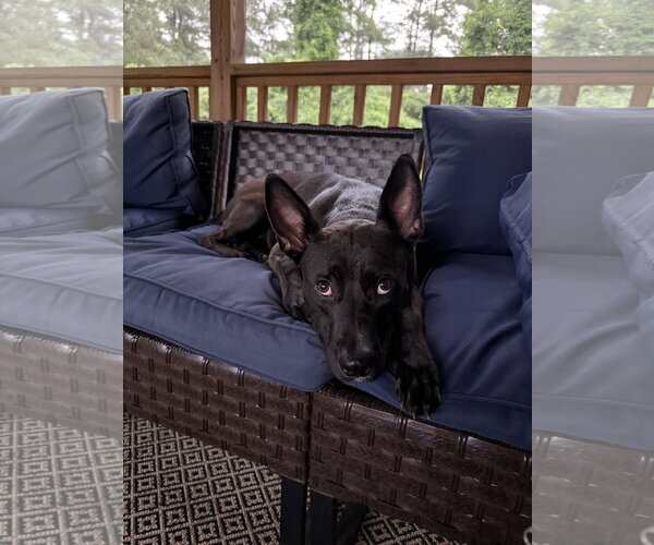 Medium Photo #12 Labrador Retriever-Unknown Mix Puppy For Sale in Holly Springs, NC, USA