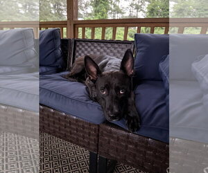 Darla - Female Labrador Retriever-Unknown Mix Dog for Adoption - Photo #12