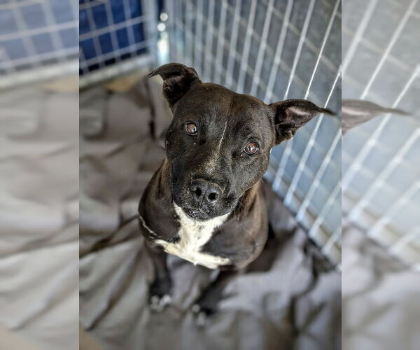 Medium Photo #12 American Pit Bull Terrier-Unknown Mix Puppy For Sale in Monte Vista, CO, USA