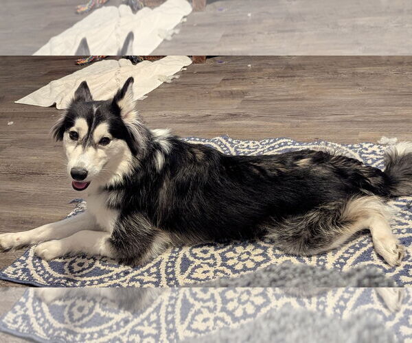 Medium Photo #13 Huskies -Unknown Mix Puppy For Sale in Oakhurst, NJ, USA