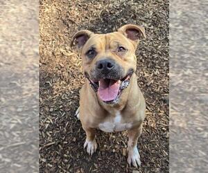 American Bulldog Dogs for adoption in London, Ontario, Canada