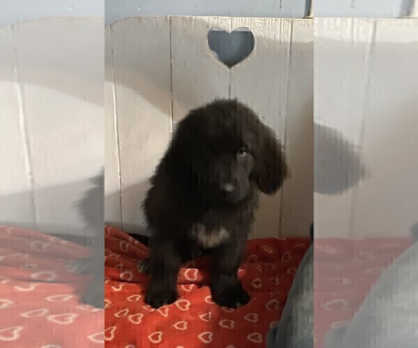 Medium Photo #8 Newfoundland Puppy For Sale in AURORA, IN, USA