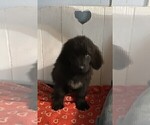 Small #7 Newfoundland