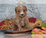 Image preview for Ad Listing. Nickname: Litter of 2