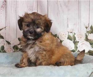 Zuchon Puppy for sale in PENNS CREEK, PA, USA