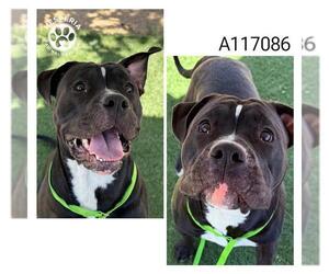 American Pit Bull Terrier-Chinese Shar-Pei Mix Dogs for adoption in HESPERIA, CA, USA