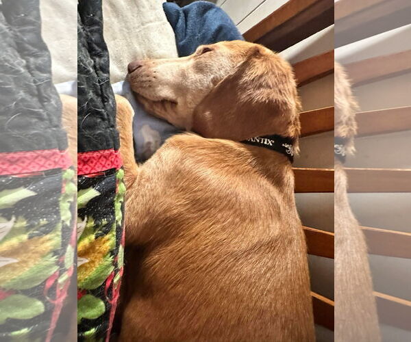 Medium Photo #5 Mutt Puppy For Sale in Myrtle Beach, SC, USA