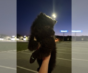 Medium Pomeranian