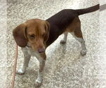 Small #5 Beagle
