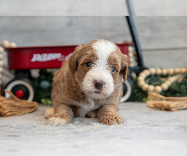 Medium Photo #2 Goldendoodle (Miniature) Puppy For Sale in MIDDLEBURY, IN, USA