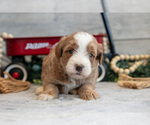 Small #1 Goldendoodle (Miniature)
