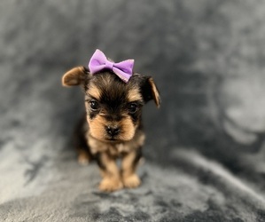 Yorkshire Terrier Puppy for Sale in PARIS, Texas USA