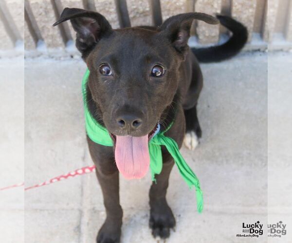 Medium Photo #3 Labrador Retriever-Unknown Mix Puppy For Sale in Washington, DC, USA