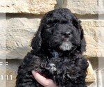 Small Photo #6 Bernedoodle Puppy For Sale in CLARE, IL, USA