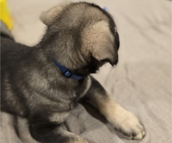 Medium Photo #2 Alaskan Malamute-Mastiff Mix Puppy For Sale in OMAHA, NE, USA