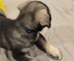 Small #1 Alaskan Malamute-Mastiff Mix
