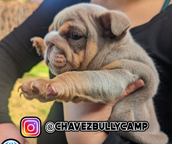 Medium Photo #2 Bulldog Puppy For Sale in MURRIETA, CA, USA