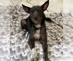 Mutt Dogs for adoption in Brooklyn Center, MN, USA