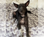 Small Mutt