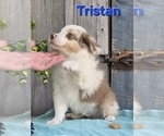 Image preview for Ad Listing. Nickname: Tristan