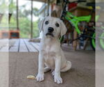 Small #8 Golden Retriever Mix