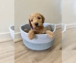 Puppy 1 Goldendoodle (Miniature)