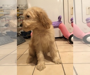 Goldendoodle Puppy for sale in LONG BEACH, CA, USA