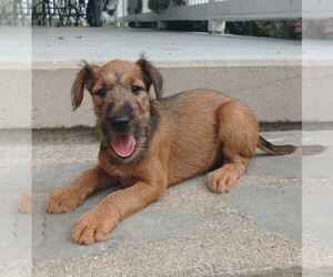 Irish Terrier Puppy for Sale in WATERLOO, New York USA