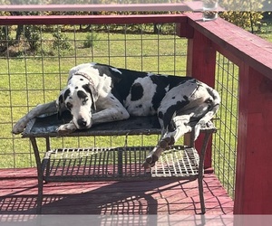 Mother of the Great Dane puppies born on 07/09/2025
