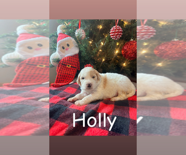 Medium Photo #5 Pyredoodle Puppy For Sale in MINSTER, OH, USA