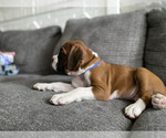 Small Photo #12 Boxer Puppy For Sale in CHICAGO, IL, USA