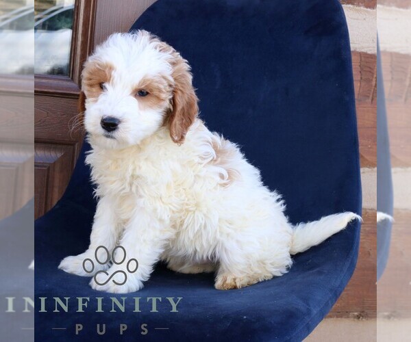 Medium Photo #3 Goldendoodle (Miniature) Puppy For Sale in NARVON, PA, USA