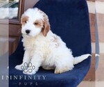 Small #2 Goldendoodle (Miniature)